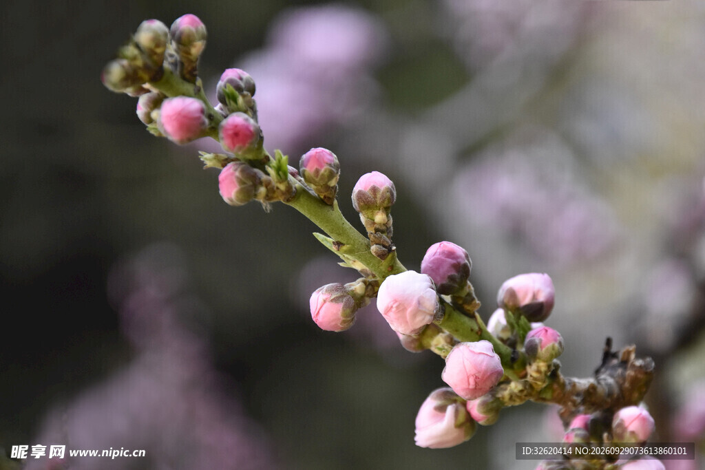 春日待放桃花花苞
