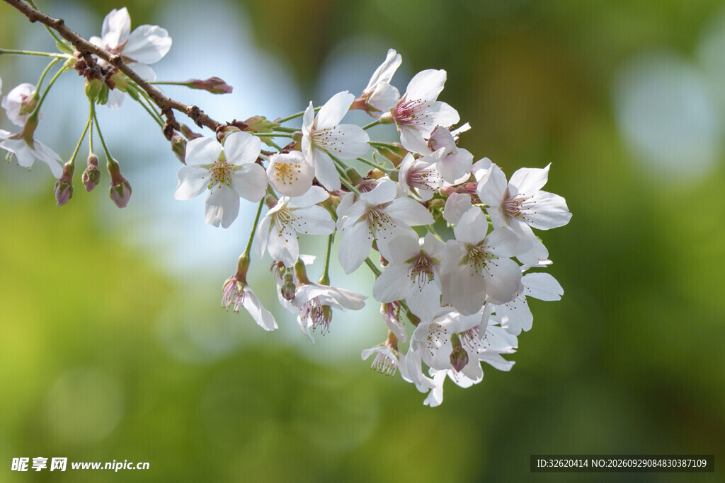 春日白花