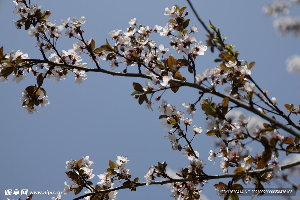 春日白花映蓝天