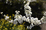 春日白花枝
