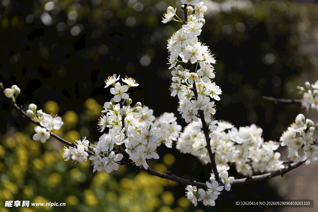 春日白花枝