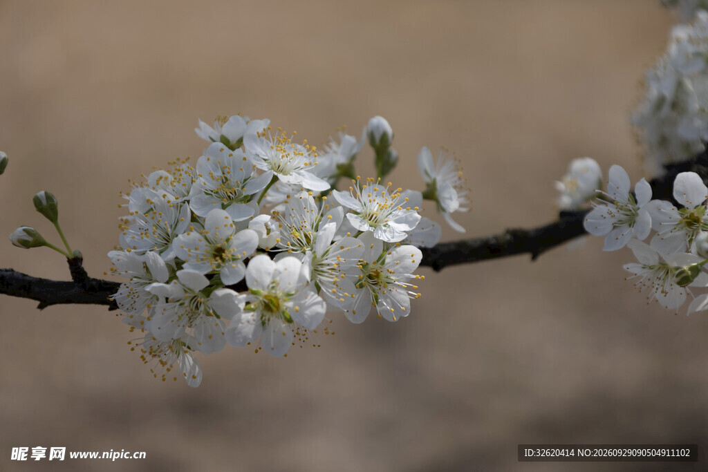 春日枝头白花盛放