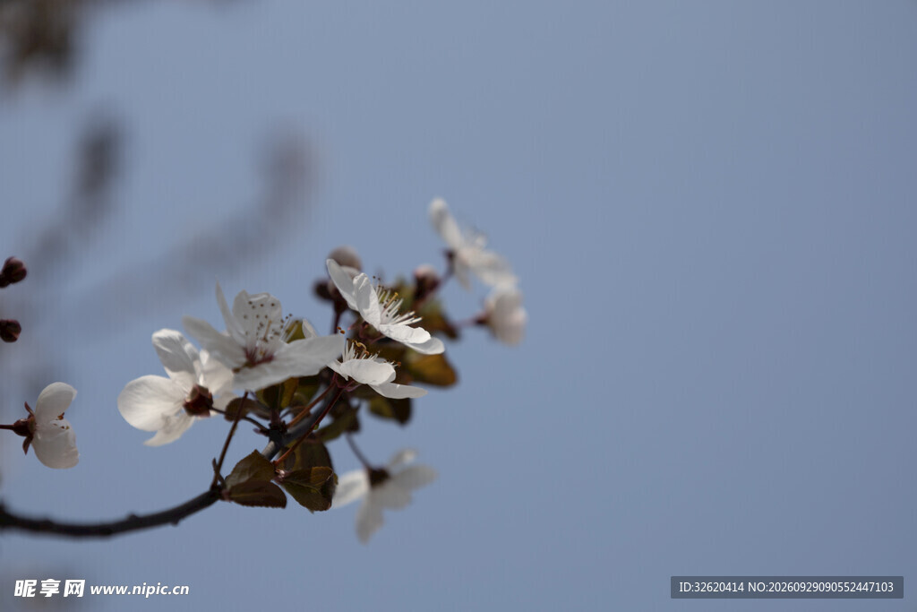 晴空下朦胧白花枝