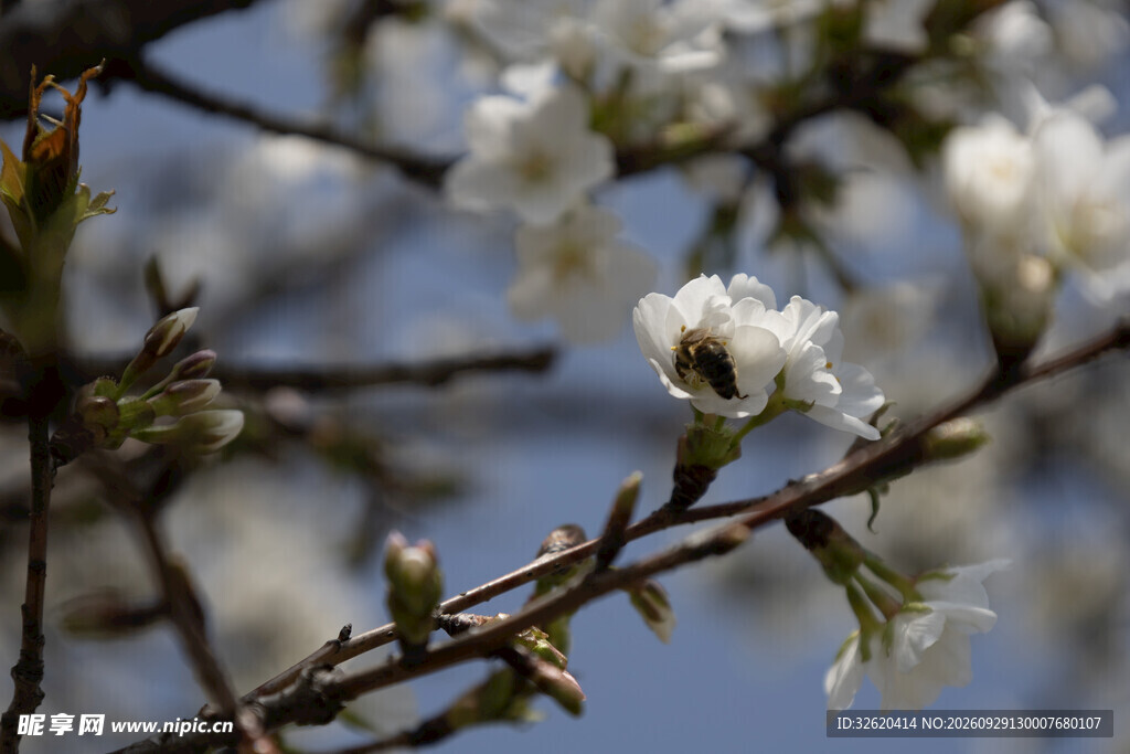 春日花枝蜜蜂采蜜