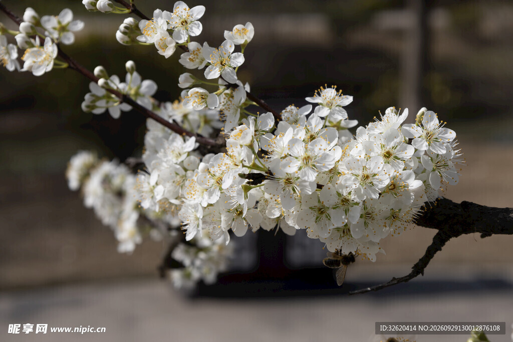 春日白花朦胧景致