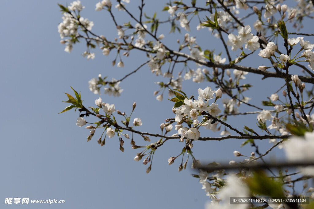 春日白花映蓝天