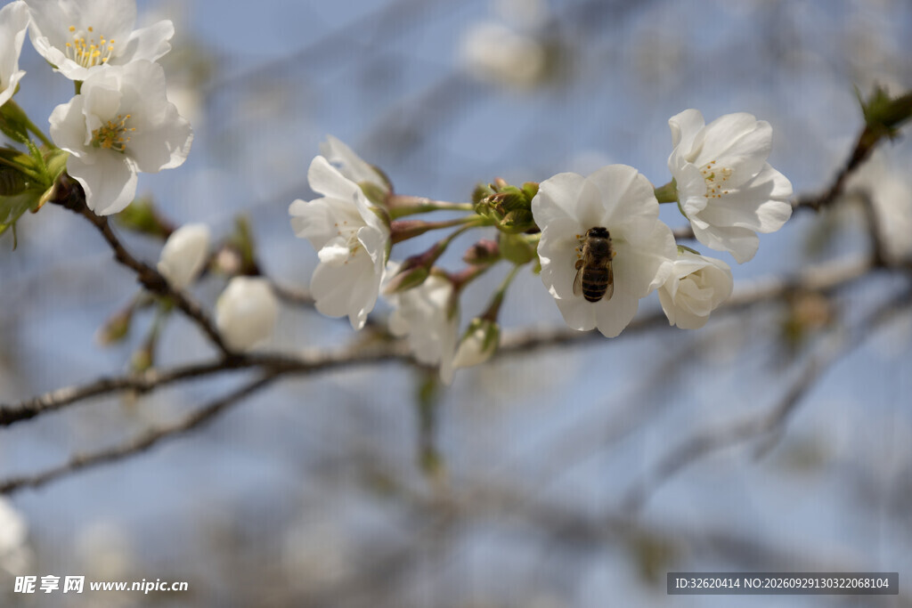 春日白花