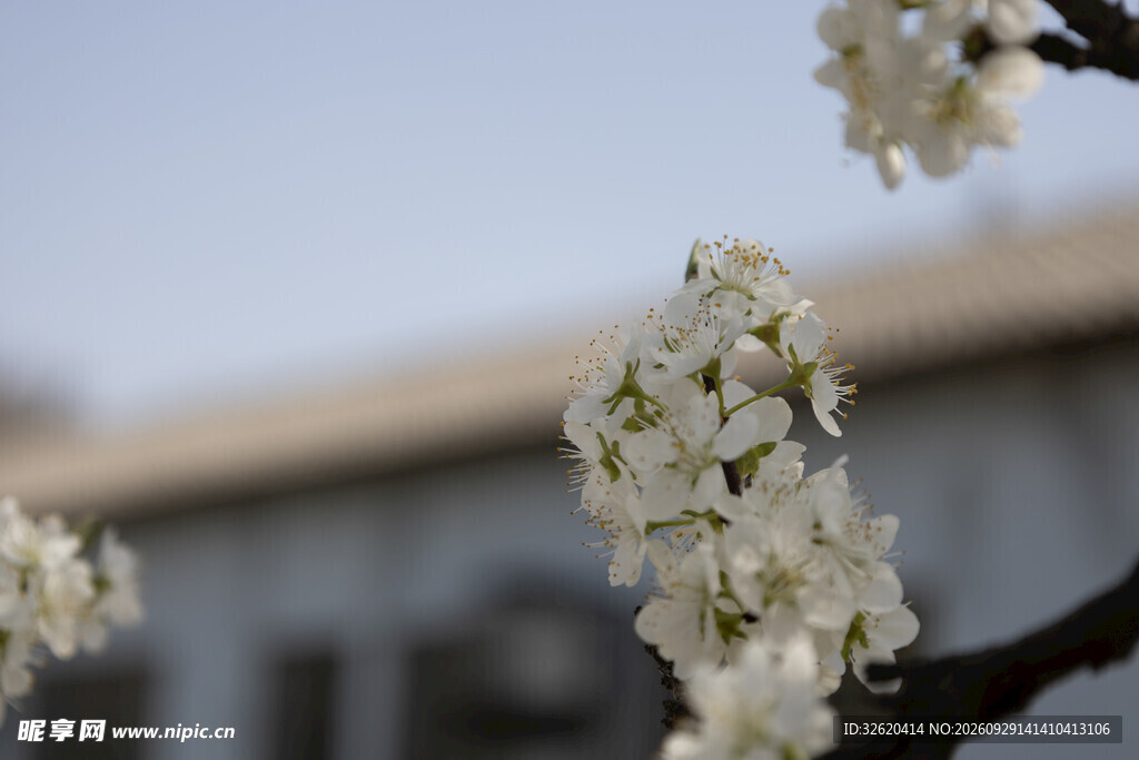 春日白花