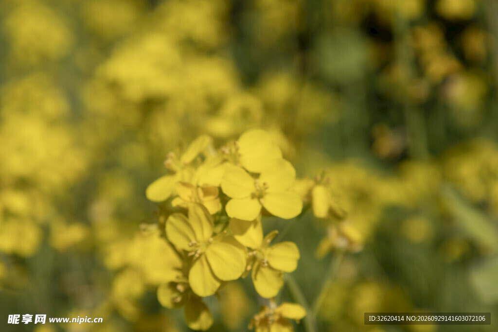 油菜花