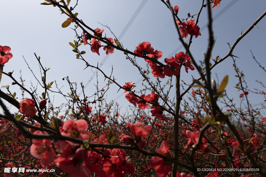春日红花枝桠美景