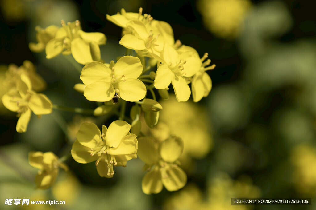 油菜花