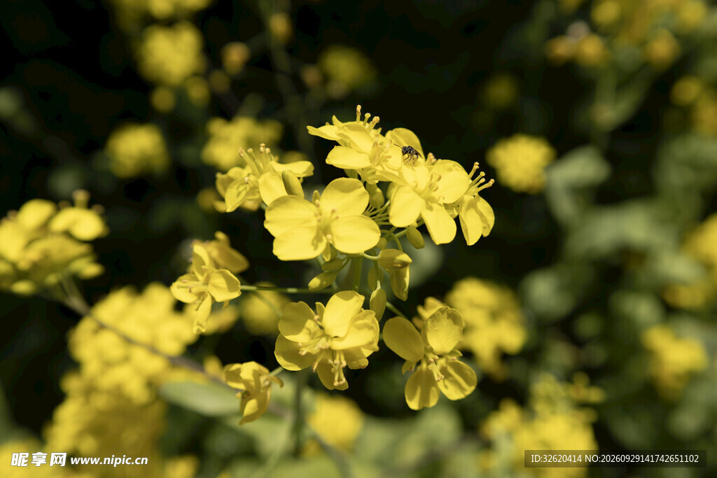 油菜花