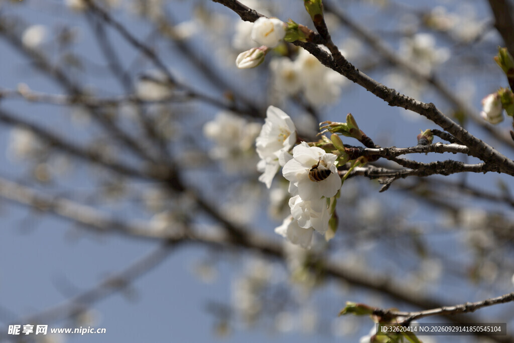 蓝天映衬春日白花