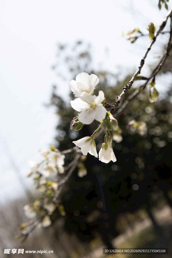 春日白花枝