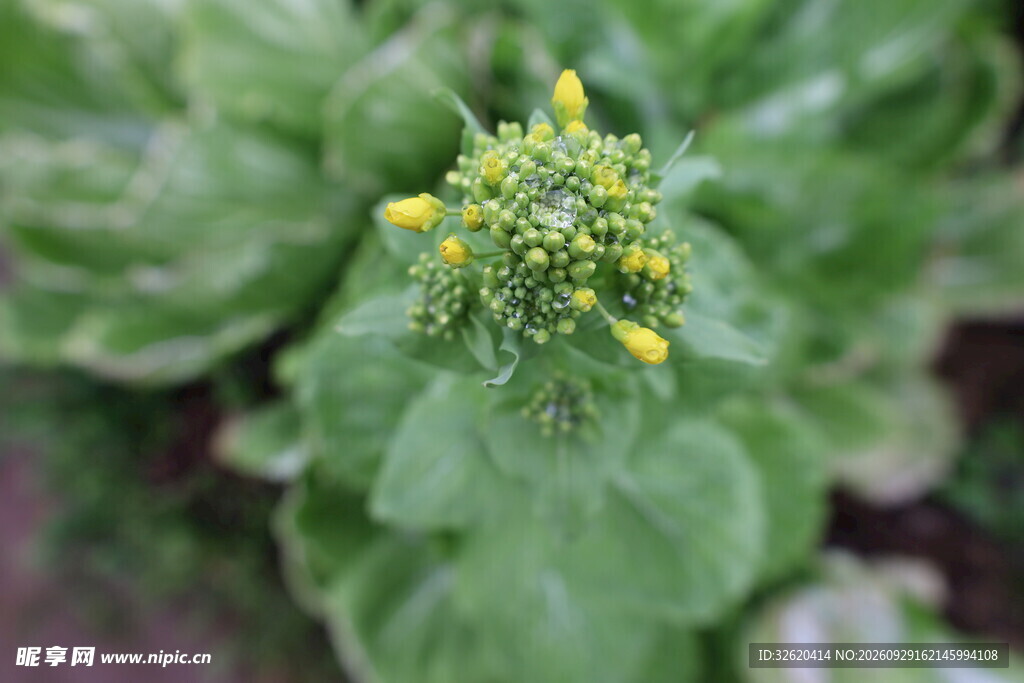 绿叶黄花苞