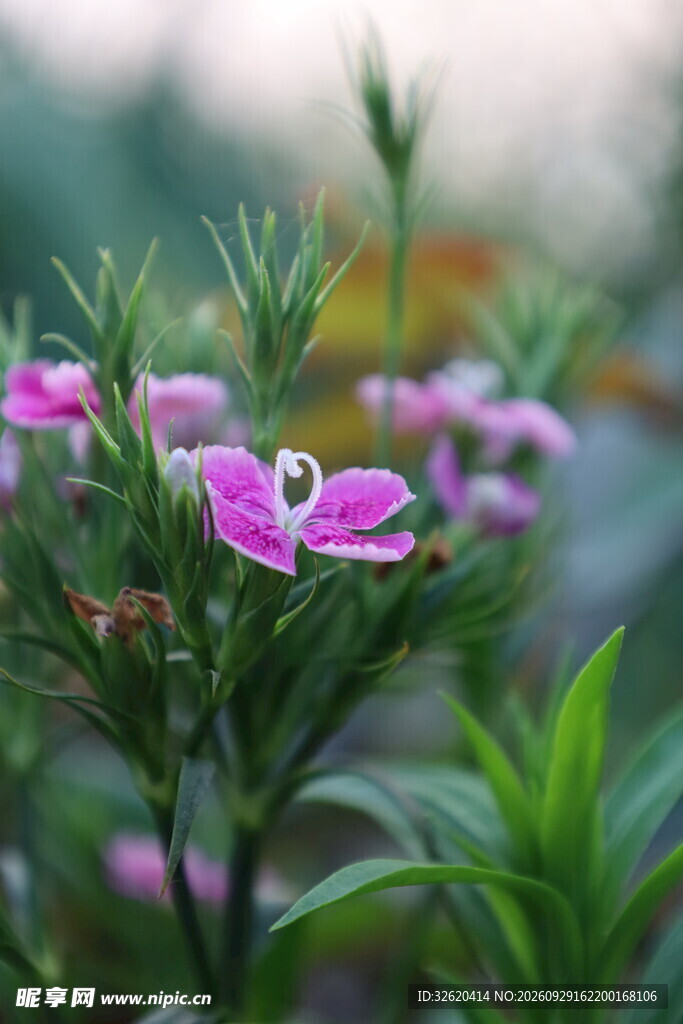 柔焦带露粉色小花
