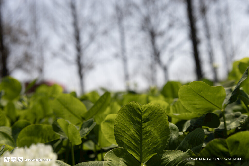 林间清新绿植风光