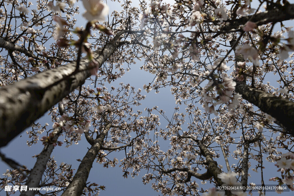 仰拍花树春日晴空