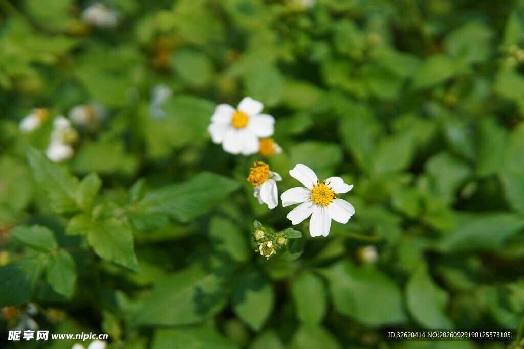 小雏菊