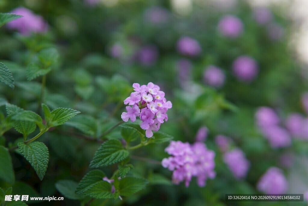 朦胧淡紫小花