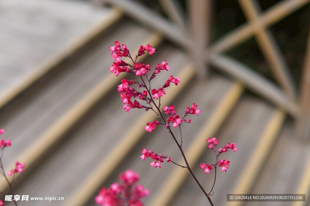 玫红小花枝