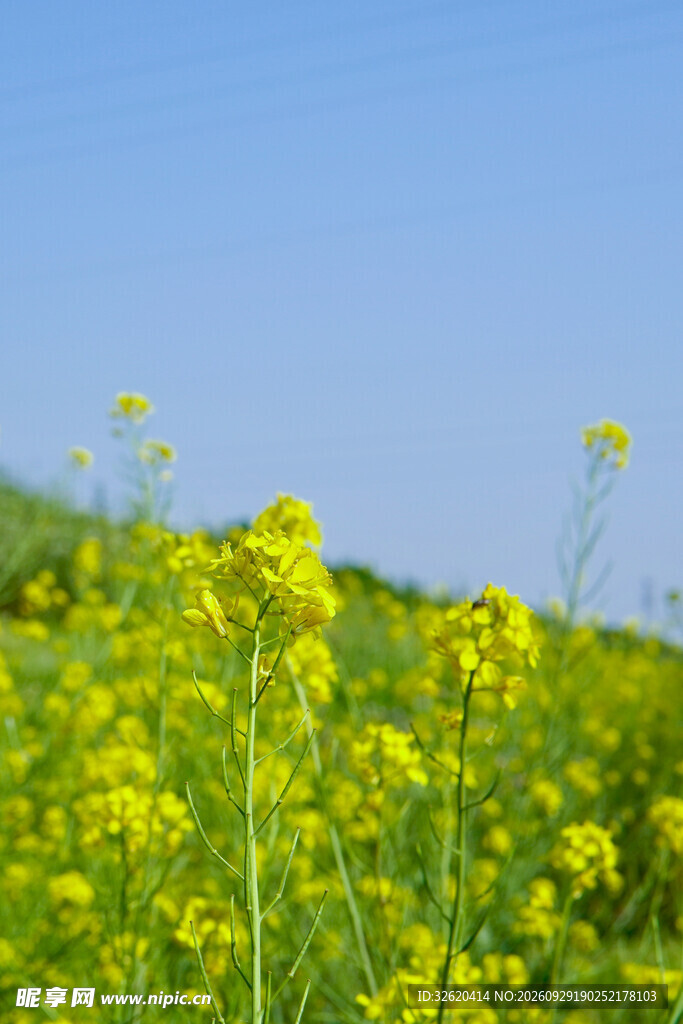 油菜花