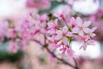 春日柔焦樱花