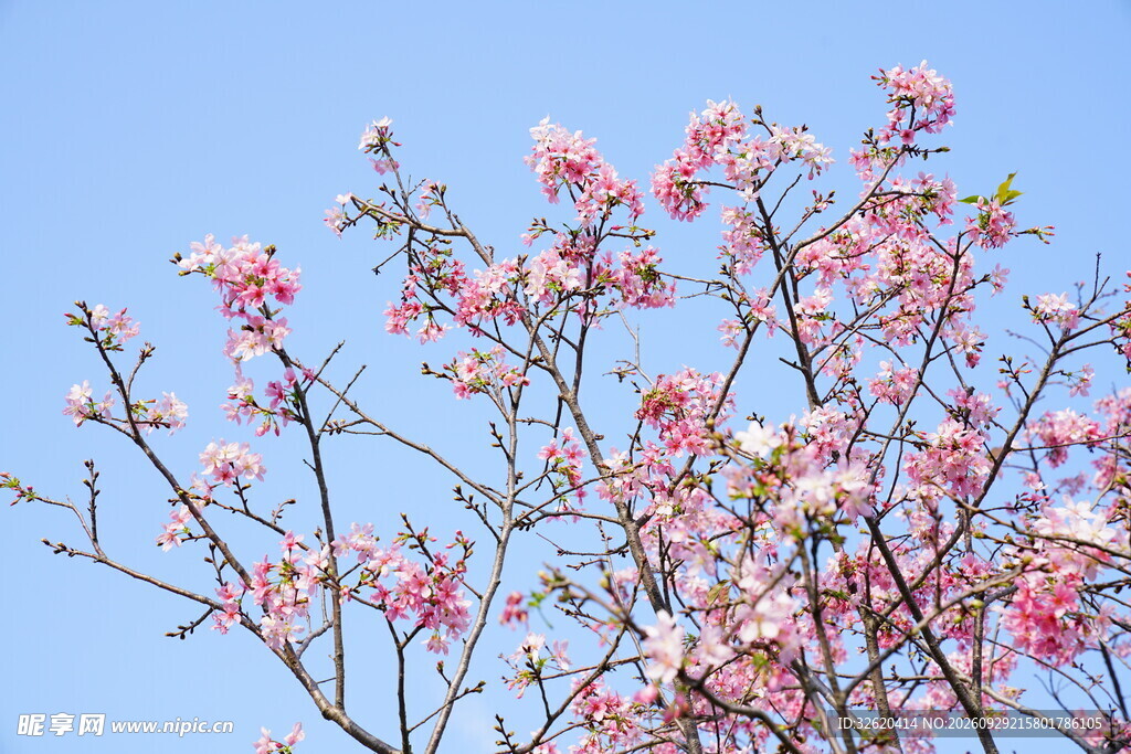 蓝天下的粉色花树