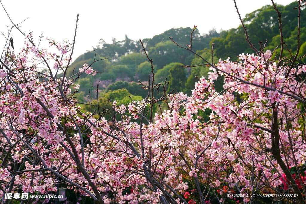 春日山间樱花盛放