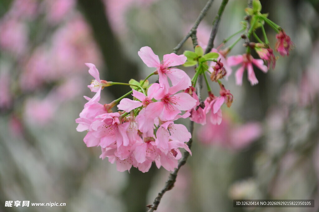 春日粉樱花枝