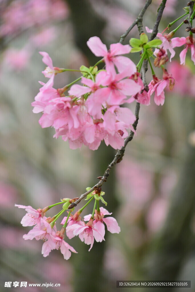 春日唯美粉色樱花