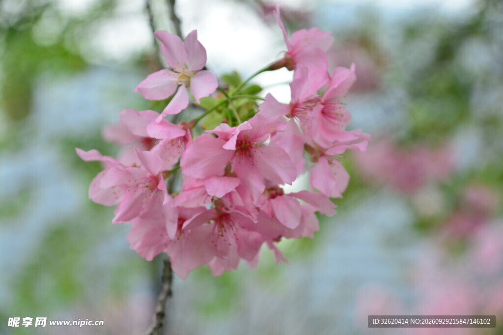 春日樱花