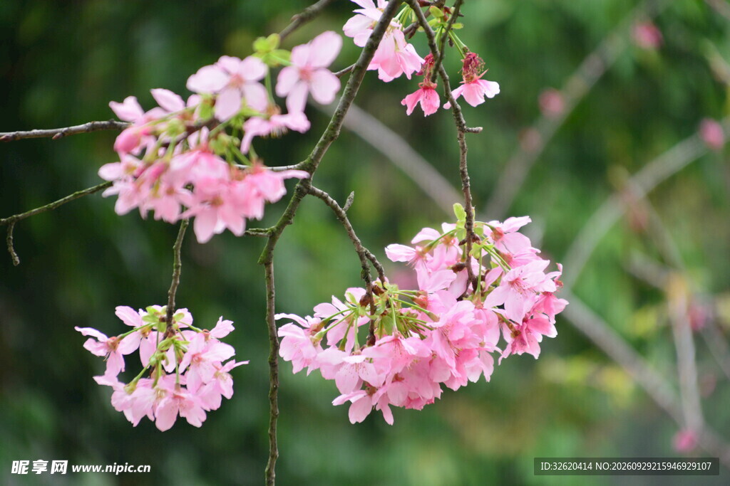 粉嫩垂枝樱花