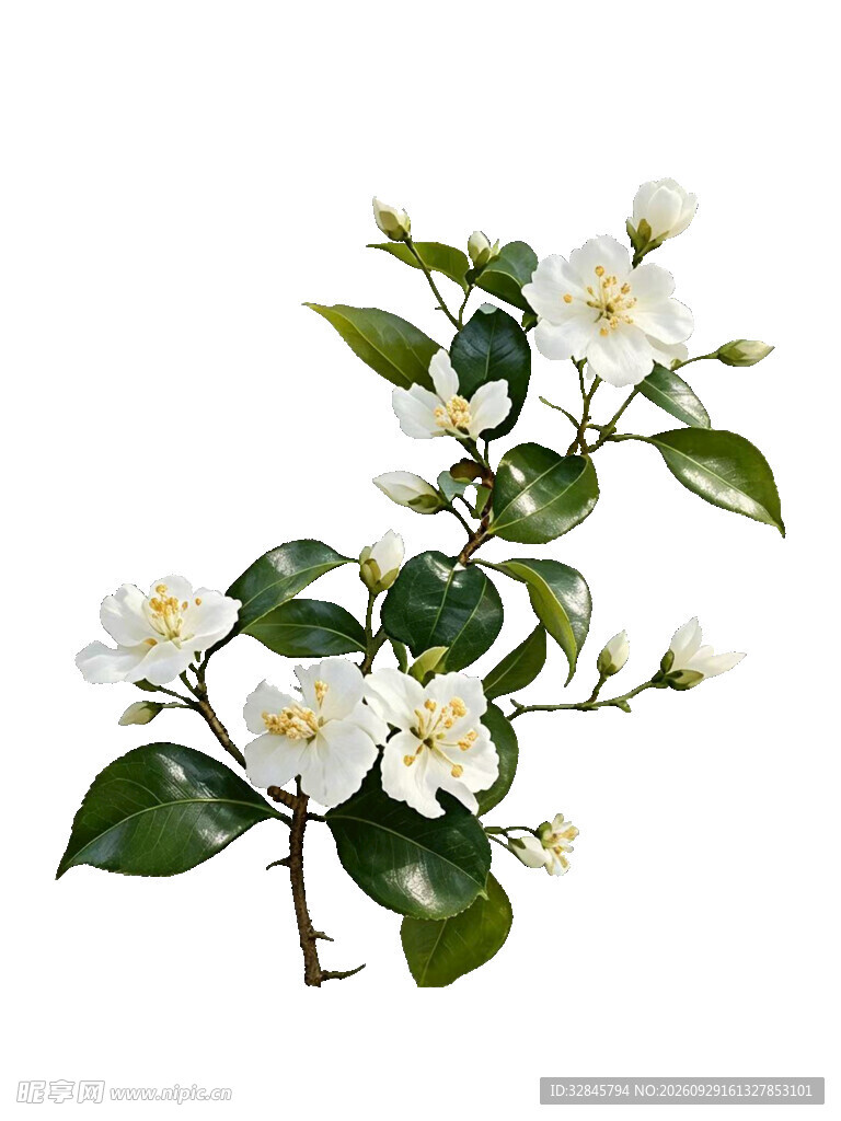 花