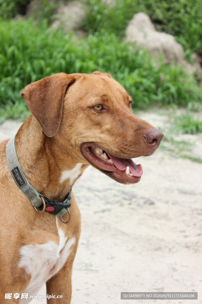 户外开心的浅棕宠物犬