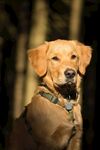 金毛犬户外肖像