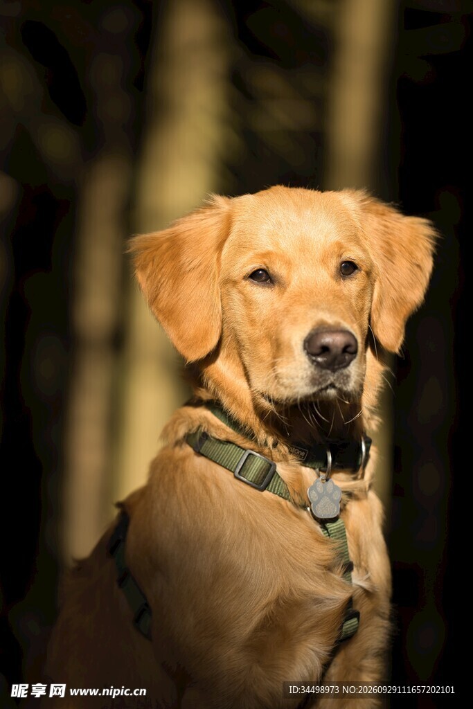 金毛犬户外肖像