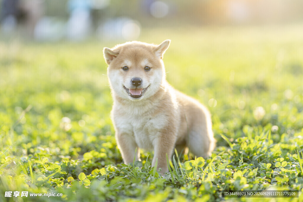 草坪上的可爱柴犬