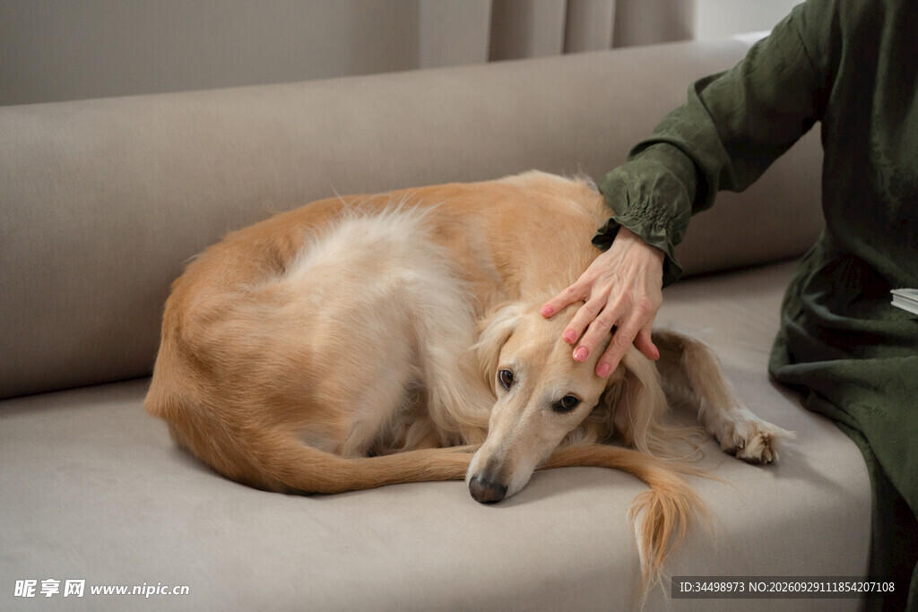 轻抚沙发上的宠物犬