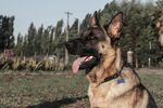 户外德国牧羊犬