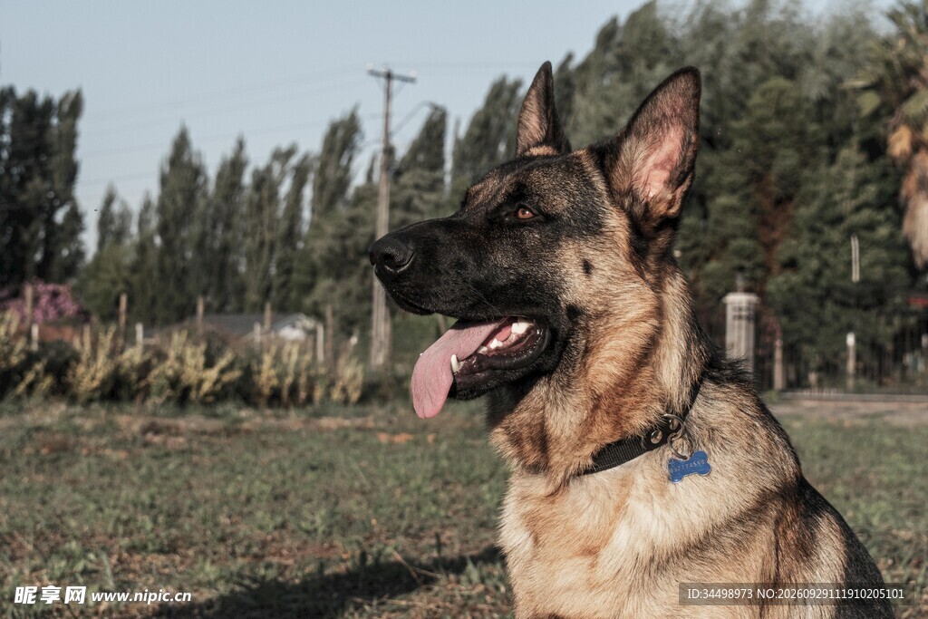 户外德国牧羊犬