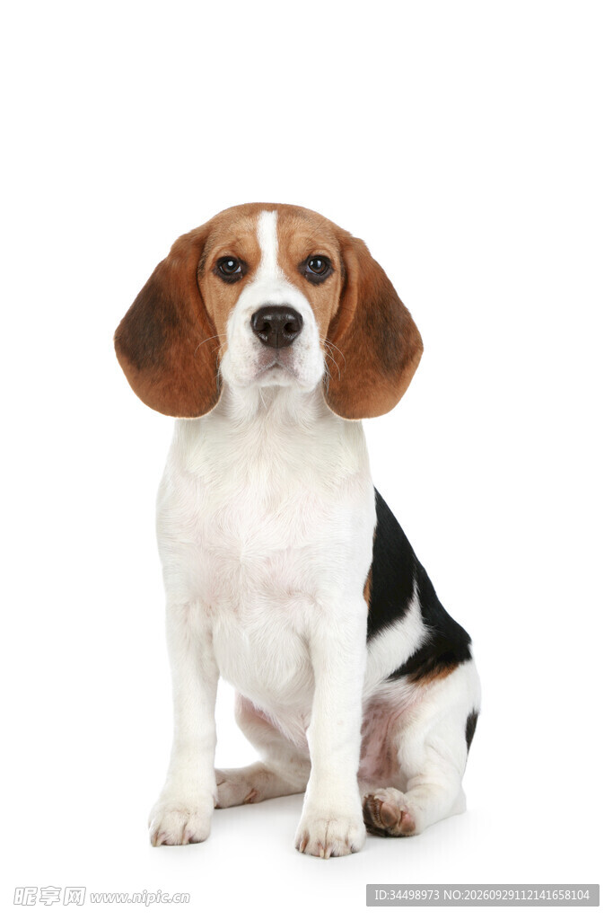 白底坐姿比格犬