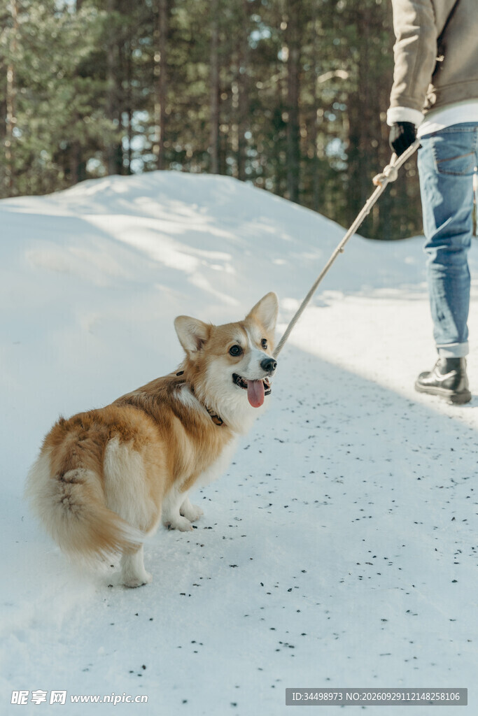 雪地遛柯基