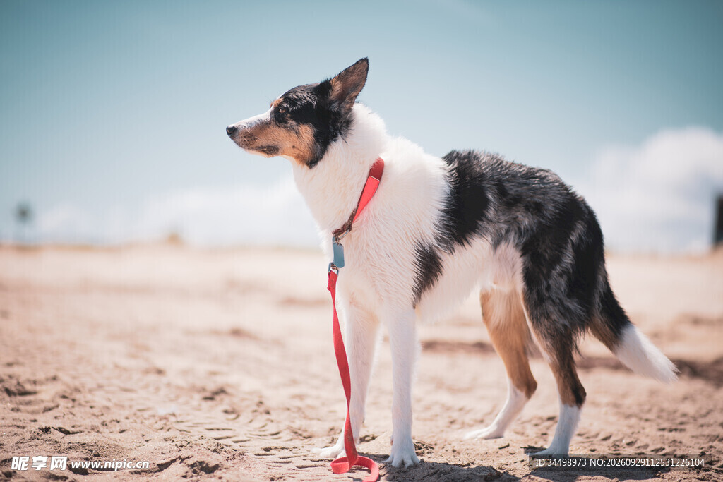 沙滩上的宠物犬