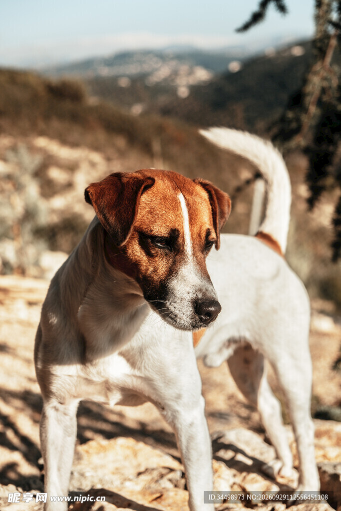户外站立的杰克罗素梗犬