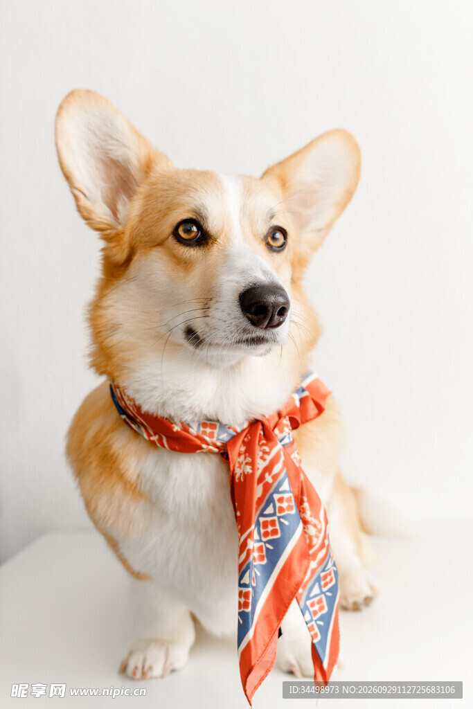 戴领巾的可爱柯基犬