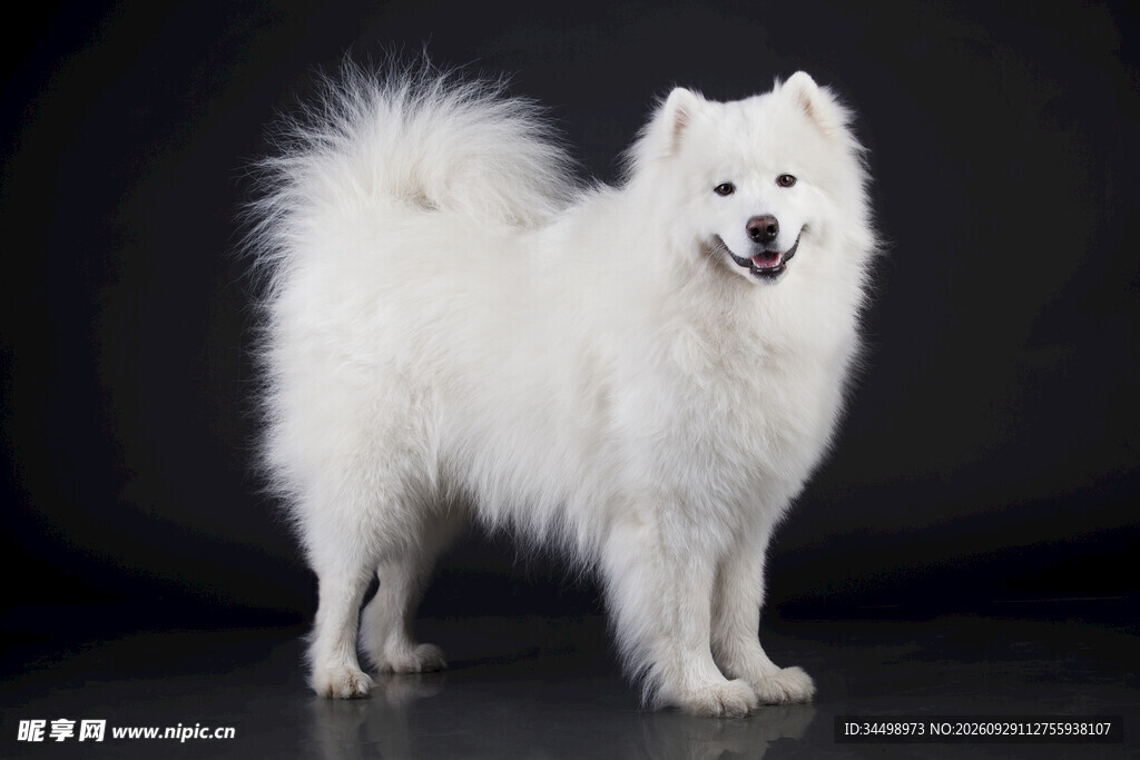 黑背景下的萨摩耶犬