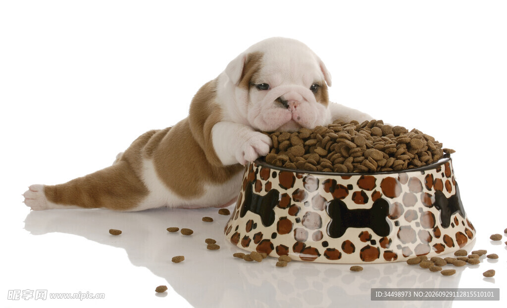 可爱幼犬与狗粮