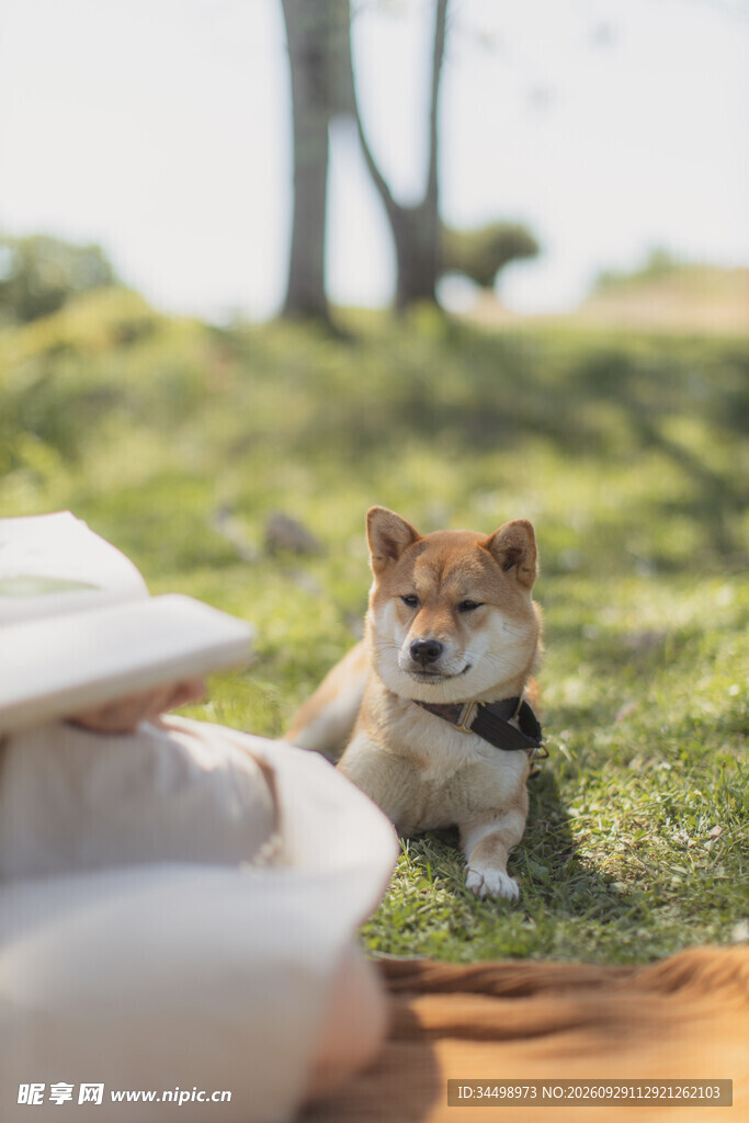 草坪上的可爱柴犬