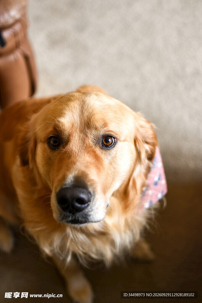 可爱金毛犬居家肖像